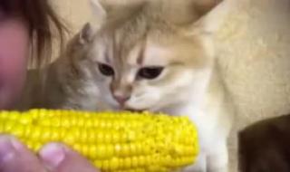 猫为什么喜欢吃玉米 猫可以吃玉米吗